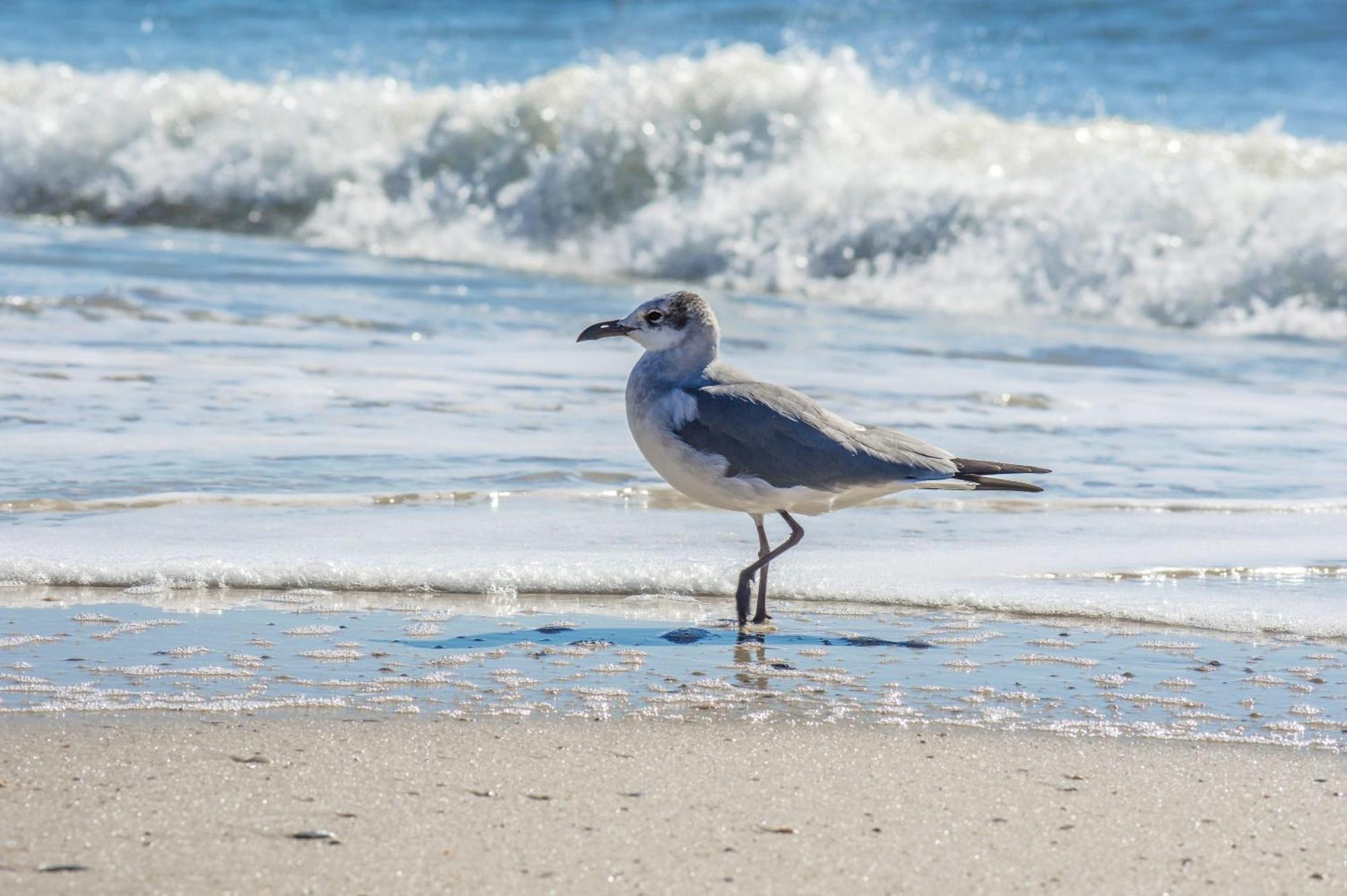 Direct Gulf Views With Deeded Beach Access Gulf Shores Buitenkant foto