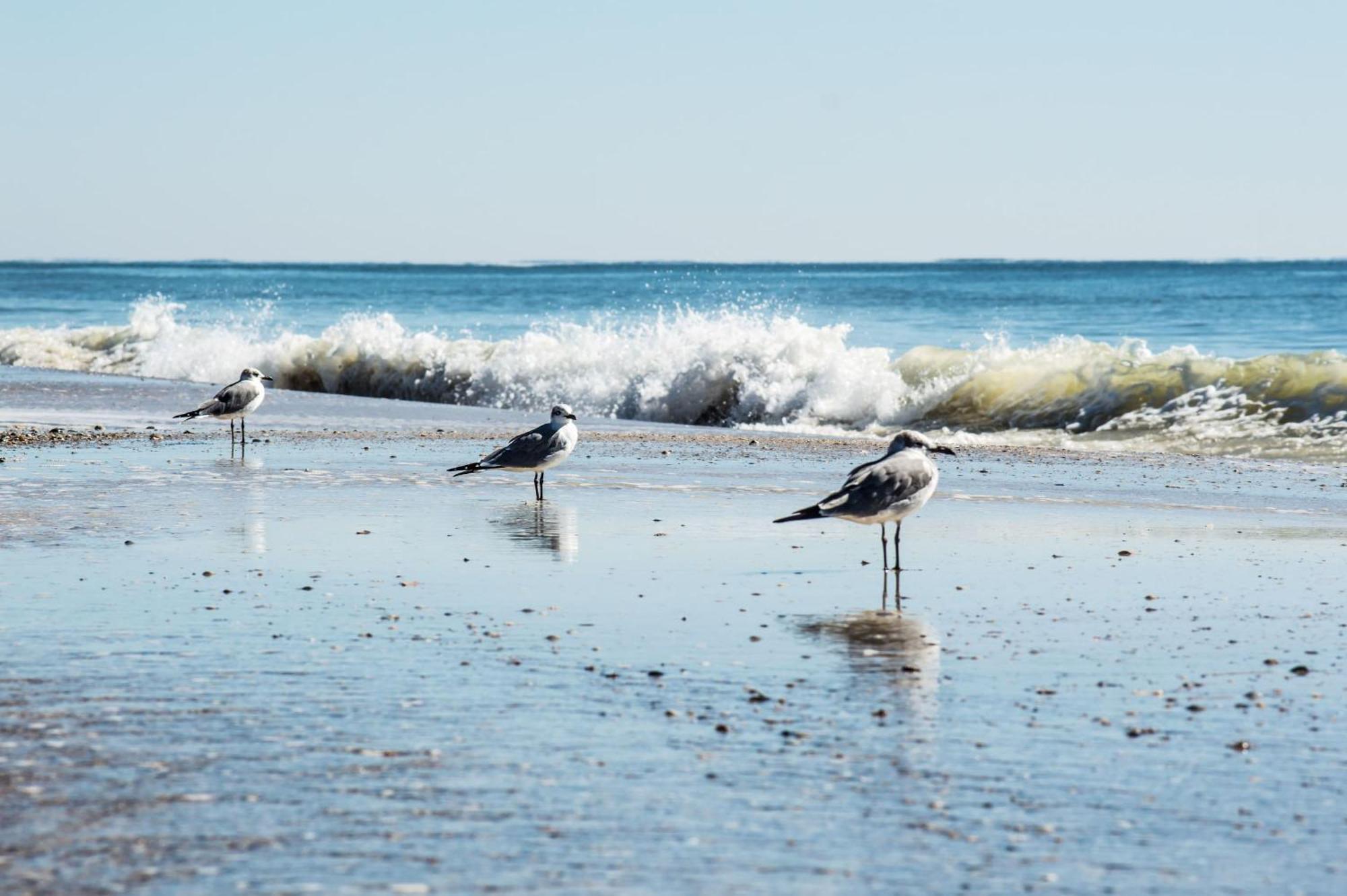 Direct Gulf Views With Deeded Beach Access Gulf Shores Buitenkant foto